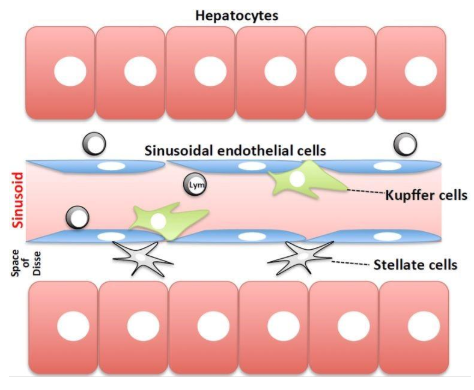 圖1.肝竇的方案。血液流動(dòng)的正弦曲線與由肝細(xì)胞組成的薄壁組織，通過(guò)竇狀內(nèi)皮細(xì)胞膜和Disse空間分離。4種主要類型的細(xì)胞是內(nèi)皮細(xì)胞，庫(kù)普弗細(xì)胞和星狀細(xì)胞（非實(shí)質(zhì)細(xì)胞）和肝細(xì)胞。圖來(lái)自Tsutsui等[9]。
