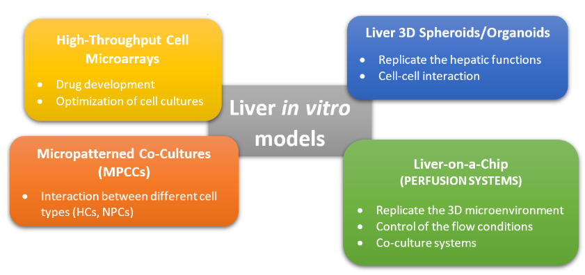 圖2.肝臟體外模型的常用方法的圖形表示。這些方法可分為非灌注系統(tǒng)（MPCC，3D球體）和灌注系統(tǒng)（肝臟上芯片），而高通量細(xì)胞微陣列通常用于藥物篩選和開發(fā)[2] [10]。