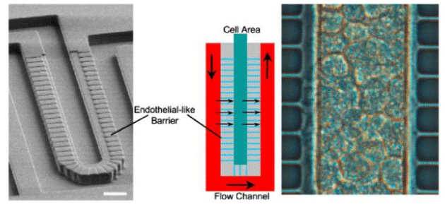 圖3. Lee等人設(shè)計(jì)的人造肝竇。流動(dòng)通道和細(xì)胞室寬50μm，高30μm。這兩個(gè)區(qū)域分別模擬血管和肝實(shí)質(zhì)，并由一個(gè)由平行微通道（2 x1μm - 寬x高）組成的屏障隔開，該微通道起肝臟內(nèi)皮細(xì)胞（LSECs）的作用。屏障允許同時(shí)將肝細(xì)胞緊密包裹在細(xì)胞區(qū)域（右圖），同時(shí)確保低剪切應(yīng)力。（比例尺50μm）。來(lái)自Moraes等人的圖。