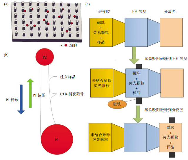 圖2免疫捕獲細(xì)胞分離芯片結(jié)構(gòu)示意圖(a)抗體特異性細(xì)胞捕獲示意圖。(b)磁珠細(xì)胞分離芯片示意圖。(c)表面張力不相容過濾篩選芯片示意圖