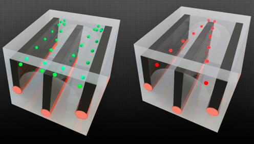 圖片顯示了麻省理工的研究人員如何在長纖維中整合導(dǎo)線和微流控通道，并展示了細(xì)胞分選的能力——將活細(xì)胞從死細(xì)胞中分離開來，因?yàn)檫@兩種細(xì)胞對電場的反應(yīng)不同。以綠色顯示的活細(xì)胞被拉向通道的外邊緣，而死細(xì)胞（以紅色顯示）則被拉到中心，允許它們被送入單獨(dú)的通道