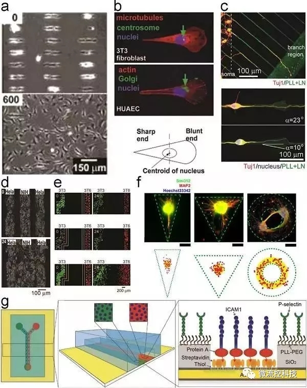 Figure 2.細(xì)胞粘附和遷移的幾何約束和動(dòng)態(tài)控制。
