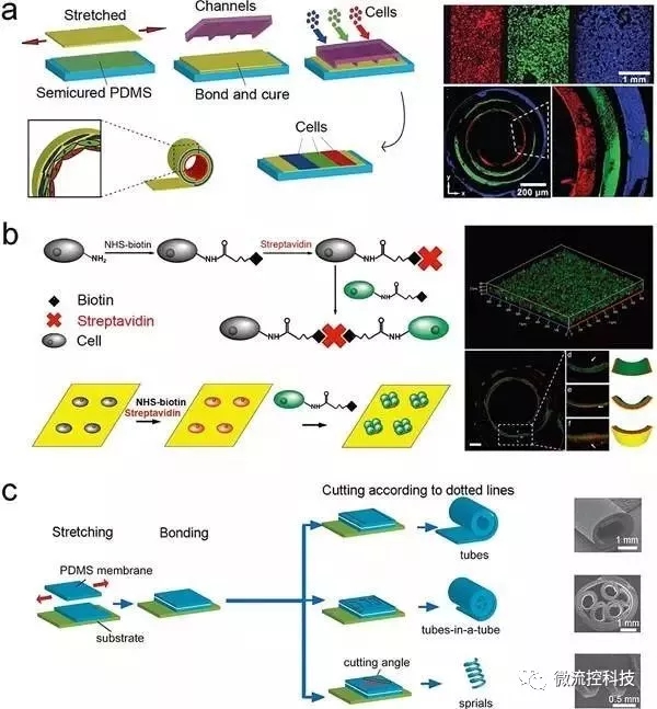 圖5.通過(guò)應(yīng)力誘導(dǎo)自卷曲膜（SIRM）來(lái)合成管狀組織結(jié)構(gòu)