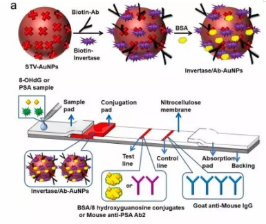 “微流控+智能手機血糖儀” 打造非血糖分子檢測平臺，量化評估DNA過氧化損傷