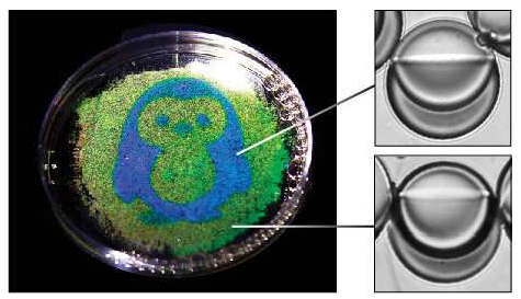 企鵝的圖像從水滴中的油反射; 示出了反射藍色和綠色光的每種類型的液滴的圖像。企鵝是通過使用光響應性表面活性劑和光致圖案化的液滴形狀制成的。圖片來源：賓夕法尼亞州扎爾扎爾實驗室