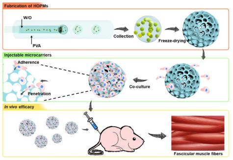 利用微流控技術(shù)構(gòu)建高度貫通多孔微載體用于骨骼肌細(xì)胞的微創(chuàng)原位遞送 利用微流控技術(shù)構(gòu)建高度貫通多孔微載體用于骨骼肌細(xì)胞的微創(chuàng)原位遞送