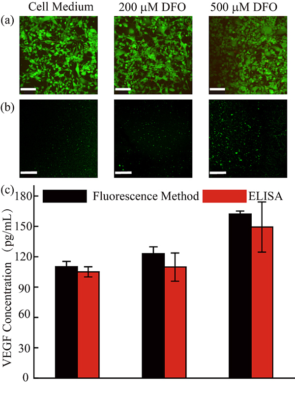 圖 3缺氧條件下的VEGF蛋白在線檢測