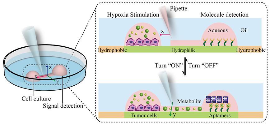 圖1. 開放式液體壁微流控芯片裝置上集成細(xì)胞培養(yǎng)及分泌蛋白檢測
