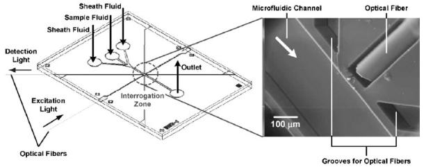 圖3.嵌入式光纖在蛋白質(zhì)免疫測(cè)定中用于熒光測(cè)量的用途