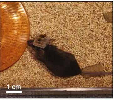 被戴上最新神經(jīng)裝置的小鼠 被戴上最新神經(jīng)裝置的小鼠