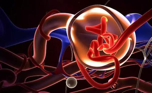 美國(guó)科學(xué)家開發(fā)出芯片上的腎小球 功能足以以假亂真