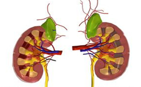 美國(guó)科學(xué)家開發(fā)出芯片上的腎小球 功能足以以假亂真