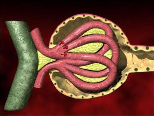 美國(guó)科學(xué)家開發(fā)出芯片上的腎小球 功能足以以假亂真