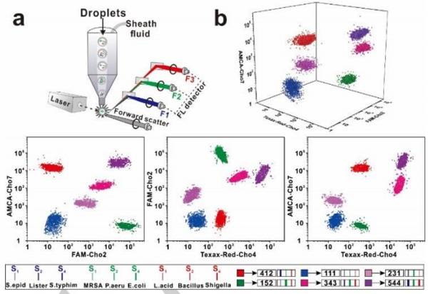 使用基于SDwalker-Drop的顏色和強(qiáng)度編碼條形碼進(jìn)行實(shí)際樣品分析