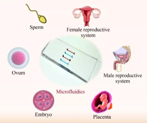 微流控芯片技術(shù)在生殖研究中的進展