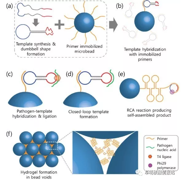 圖2  利用瓊脂糖微珠通過RCA反應(yīng)形成DNA水凝膠示意圖