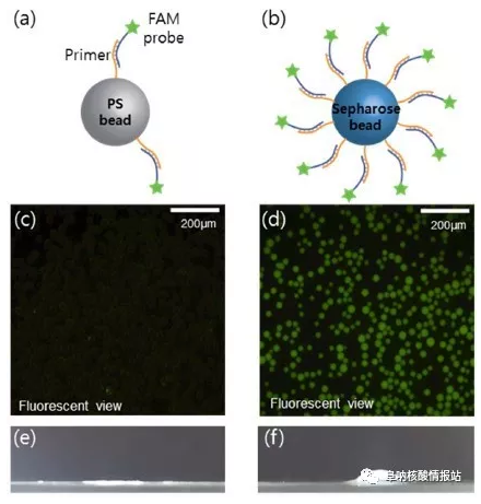 圖3  驗(yàn)證引物分別固定在聚苯乙烯微珠和瓊脂糖微珠上
