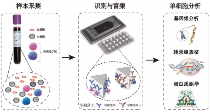 循環(huán)腫瘤細(xì)胞分析過程示意圖