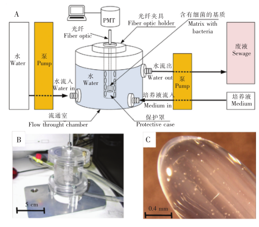優(yōu)化后的水體污染物毒性檢測(cè)傳感器