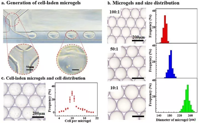 圖3：微流控技術(shù)制備包載BMSCs的Gel-HA微凝膠