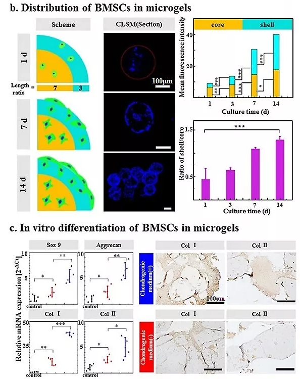 圖4：包載BMSC的Gel-HA微凝膠的體外生物學表征。