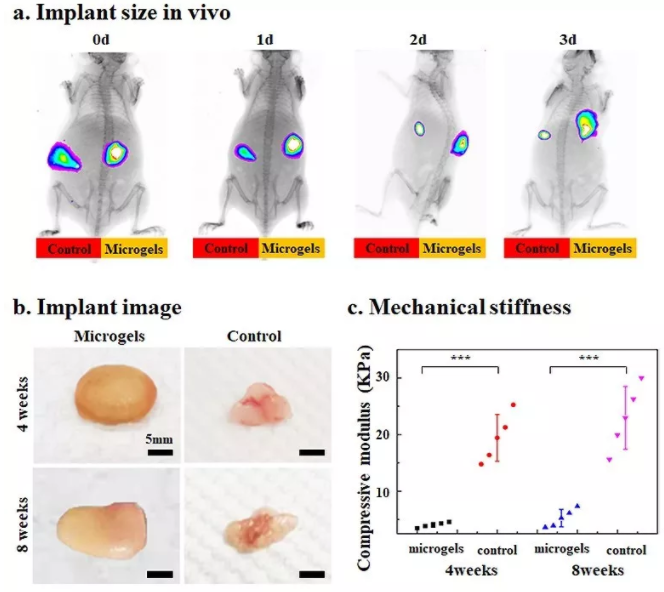 圖6：包載BMSCs的Gel-HA微凝膠在動物體內(nèi)實現(xiàn)可注射和自組裝