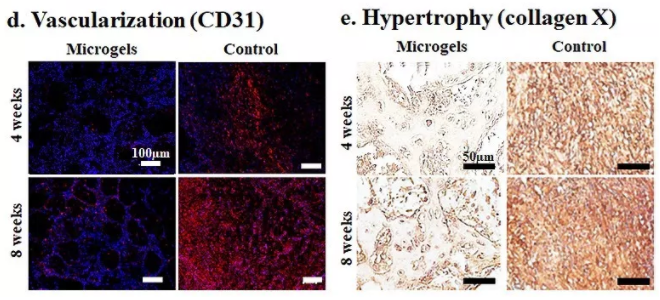 圖6：包載BMSCs的Gel-HA微凝膠在動物體內(nèi)實現(xiàn)可注射和自組裝