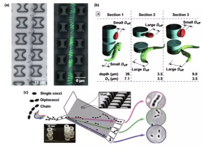 圖4 基于形態(tài)的DLD分離的應(yīng)用。
