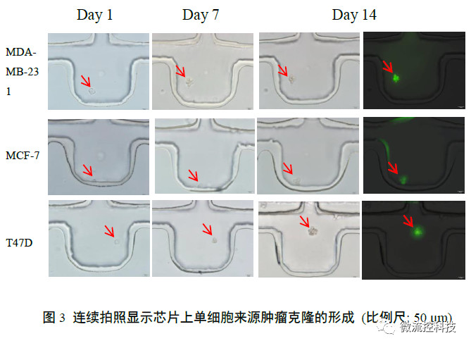 連續(xù)拍照顯示芯片上單細胞來源腫瘤克隆的形成