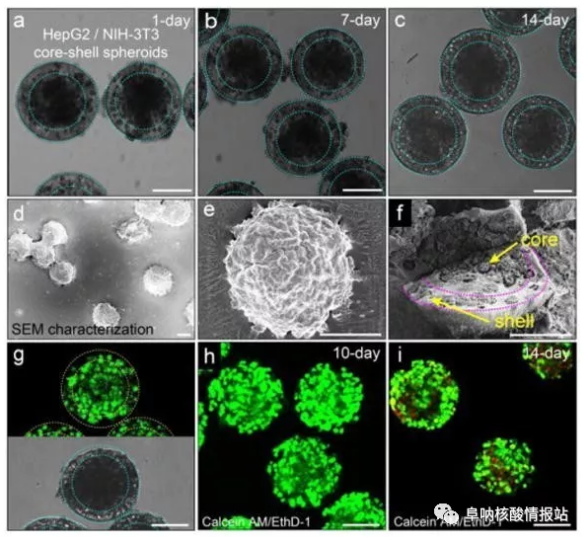 圖片5.png 圖4 在核-殼球體中共培養(yǎng)肝細胞和成纖維細胞。a-c) 肝細胞在核心和殼中的成纖維細胞分別共培養(yǎng)1天，7天和14天。隨著時間的推移，保持其球形形態(tài)。d-e)SEM圖像。f) 在核-殼結構中空間受限的細胞集合。g）在-80℃下凍兩周然后在37℃下融化之后，封裝在球狀體中的細胞的高存活力。h）封裝在球體中的細胞共培養(yǎng)10天顯示出高細胞活力。i）培養(yǎng)14天的細胞的活力略有下降。