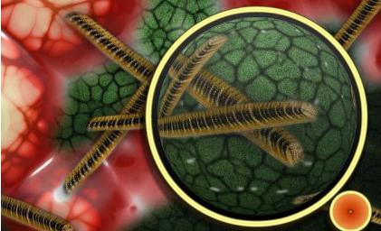 研究發(fā)現(xiàn)物理力會影響細(xì)菌的毒素抵抗力