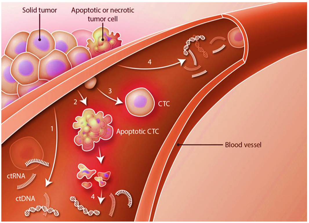 城大團隊所研發(fā)的技術(shù)主要針對血液中的循環(huán)細胞（CTC），小至0.1毫米的腫瘤都能及早發(fā)現(xiàn)