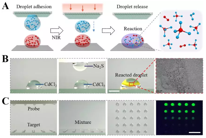圖3 可編程浸潤性陣列通過可控釋放的液滴構建微反應器進行化學合成以及生物檢測