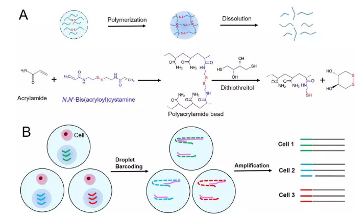 圖1. (A) 可控降解型聚丙烯酰胺微球的合成和降解原理示意圖，(B)可控降解型微球在基于液滴的單細(xì)胞分析過程使用的圖示。