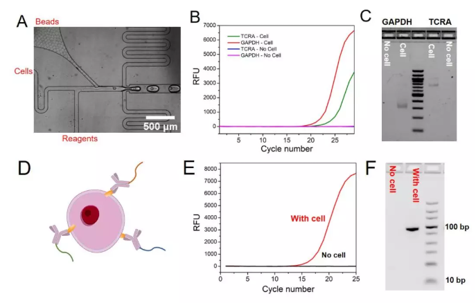 圖3. (A)顯微鏡下包裹單個(gè)細(xì)胞和單個(gè)微球的液滴的產(chǎn)生過程，(B) TCRA和GAPDH mRNA的qPCR實(shí)驗(yàn)結(jié)果，(C) GAPDH和TCRA mRNA在液滴中反應(yīng)后PCR產(chǎn)物的瓊脂糖凝膠電泳實(shí)驗(yàn)結(jié)果，(D)抗體–DNA偶聯(lián)物結(jié)合細(xì)胞表面蛋白的示意圖，(E)單細(xì)胞表面蛋白分析中的qPCR實(shí)驗(yàn)結(jié)果，(F)細(xì)胞表面蛋白分析中的瓊脂糖凝膠電泳實(shí)驗(yàn)結(jié)果。