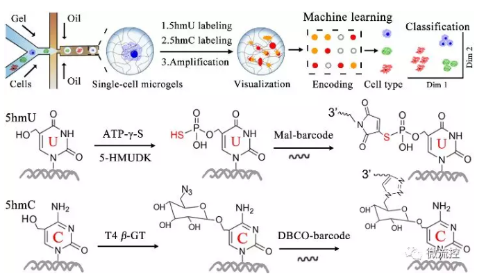 單細(xì)胞5hmU/5hmC單分子可視化分析示意圖