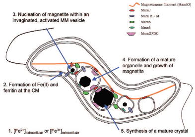 圖 1 磁小體形成過(guò)程[15]