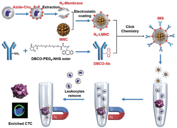 圖 2 免疫磁小體（IMSs）的構(gòu)建和CTC富集過(guò)程[48]