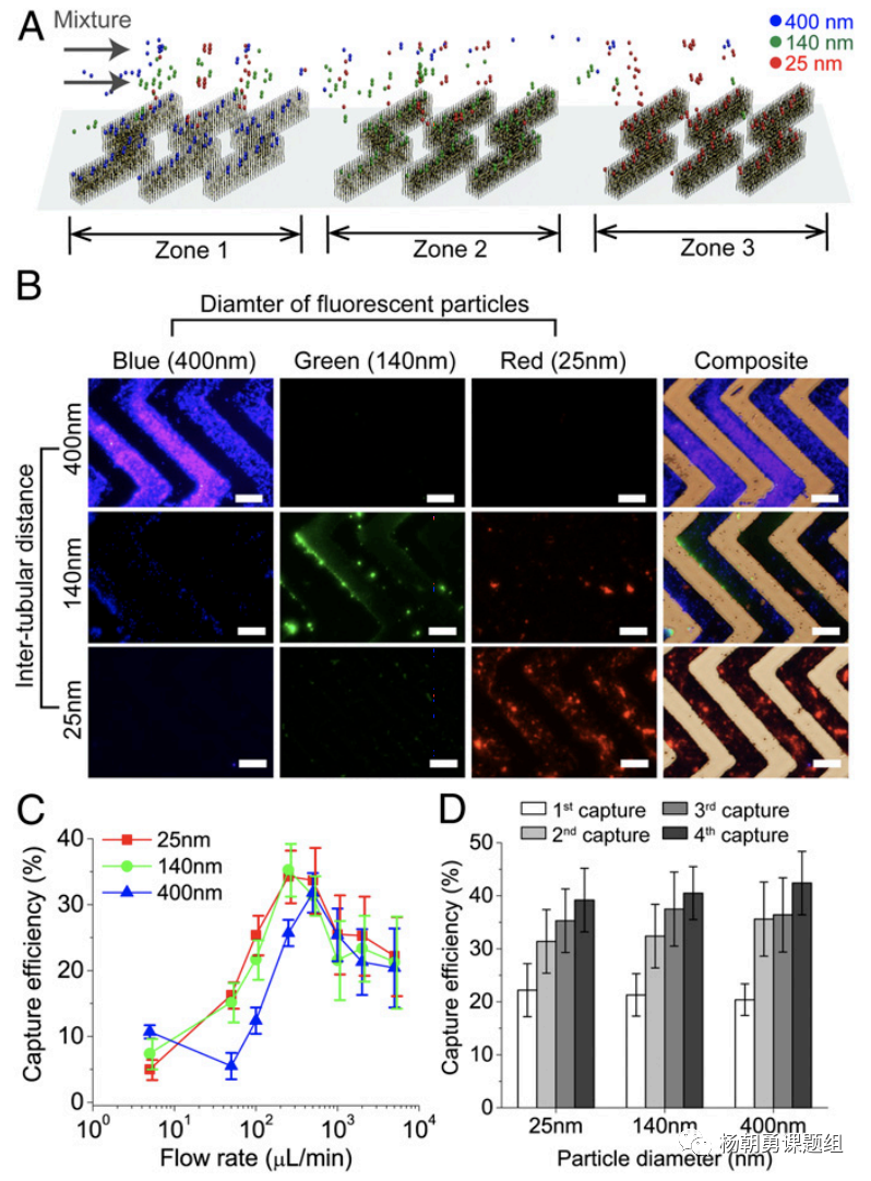 圖3 不同納米熒光粒子在芯片內(nèi)被捕獲。納米粒子按照其尺寸，在相對應(yīng)的區(qū)域所捕獲，從而達(dá)到分離不同尺寸納米粒子的作用