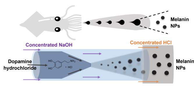 微流體技術(shù)高效可控制備類黑色素納米材料 微流體技術(shù)高效可控制備類黑色素納米材料