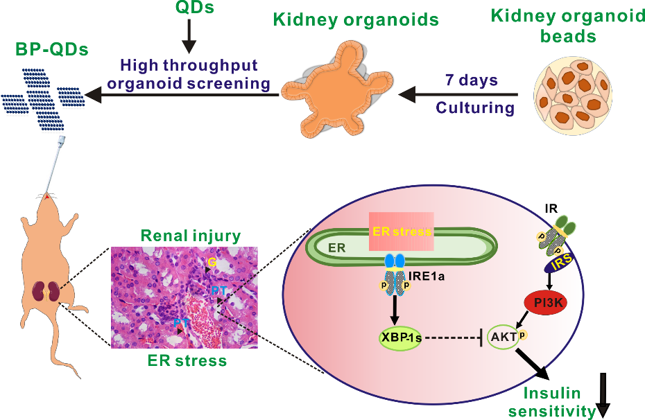 利用基于微流控技術的類器官模型成功實現(xiàn)納米材料生物安全性篩查