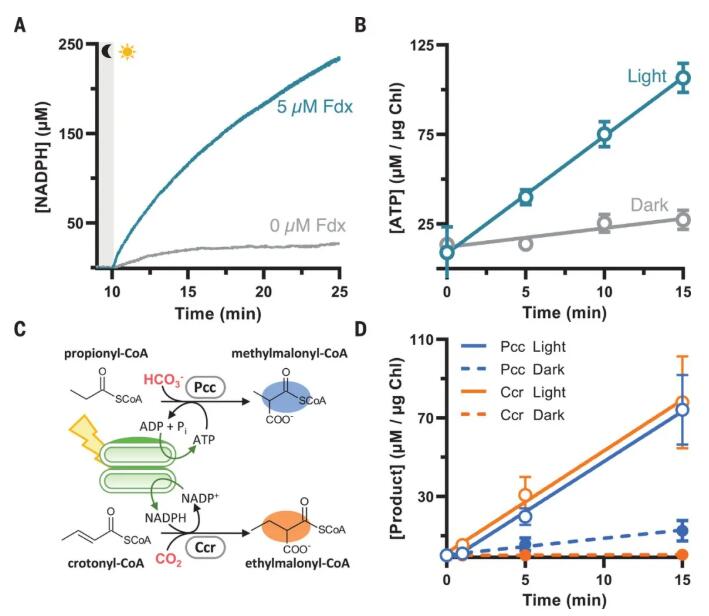 圖1. 光催化輔酶產(chǎn)生