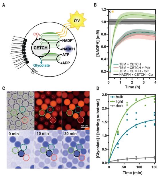 圖4. 用版本為7.0的CETCH監(jiān)測光驅動CO2的連續(xù)固定并轉化為有機酸的過程