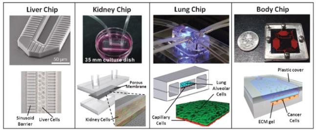 圖1：近年來開始受到關(guān)注的器官模型“Organ on a Chip（器官芯片）”