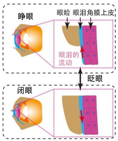 圖2：此次研究再現(xiàn)的人角膜結(jié)構(gòu)和眨眼時的眼淚運動