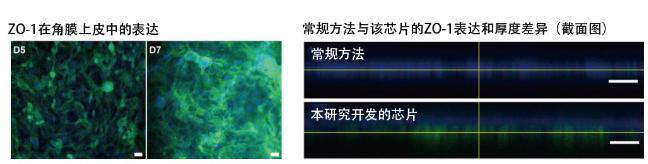 圖5：在角膜芯片內(nèi)培養(yǎng)的角膜上皮細胞的ZO-1蛋白質(zhì)（綠色）表達。角膜發(fā)揮作用需要ZO-1