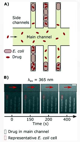 單細胞微流控技術(shù)幫助對抗抗生素耐藥性