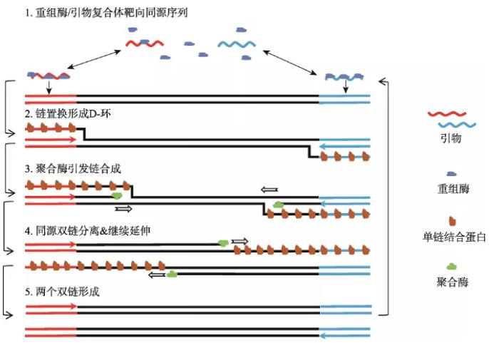 圖1   重組酶聚合酶擴增反應(yīng)基本原理
