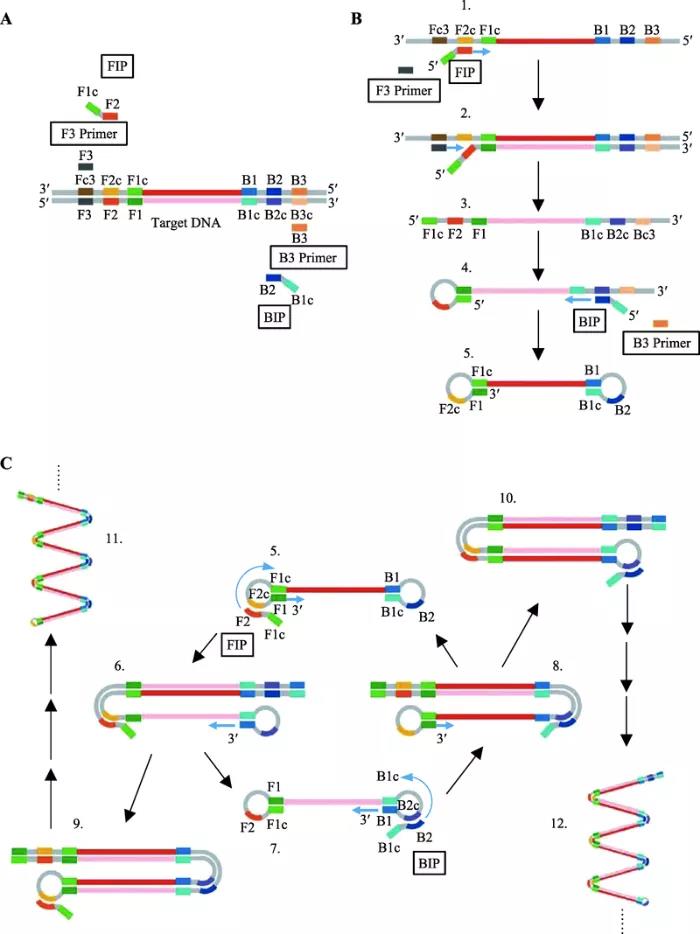 圖2   環(huán)介導(dǎo)等溫擴增原理