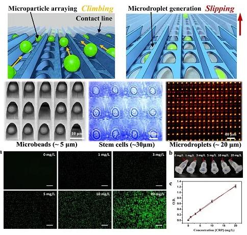 圖1 (a)不同濃度CRP制劑的微粒子陣列的代表性熒光圖像